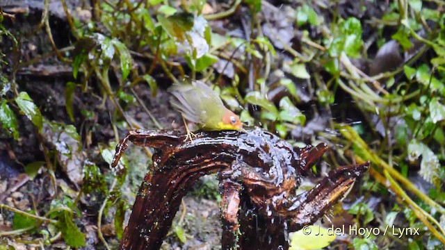 Bouscarle à tête marron - ML201480041