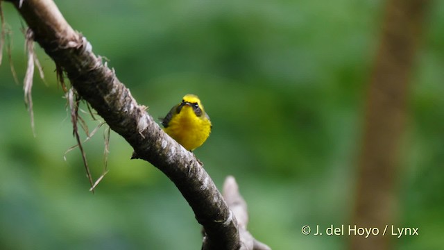 Yellow-bellied Fairy-Fantail - ML201480051