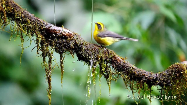 Yellow-bellied Fairy-Fantail - ML201480061