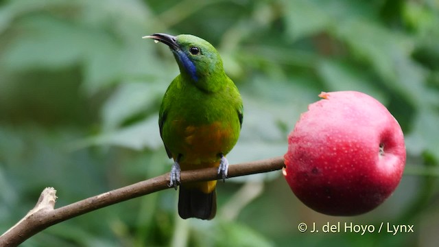 Orange-bellied Leafbird (Orange-bellied) - ML201480081