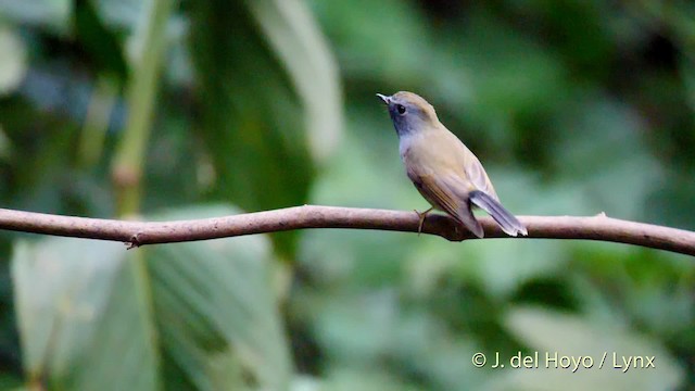 Papamoscas Gorjirrojo - ML201480141