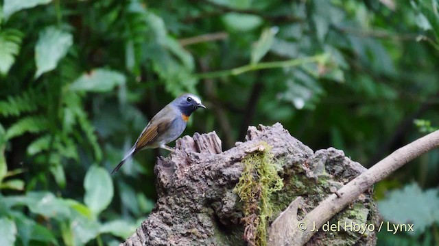 Rufous-gorgeted Flycatcher - ML201480151