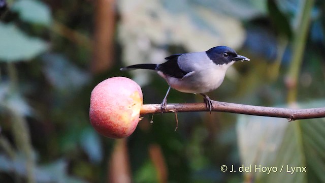 Kara Başlı Sibya (desgodinsi/tonkinensis) - ML201480161