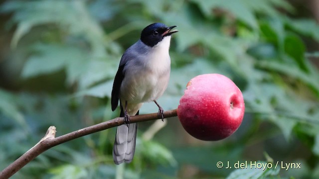 Kara Başlı Sibya (desgodinsi/tonkinensis) - ML201480171