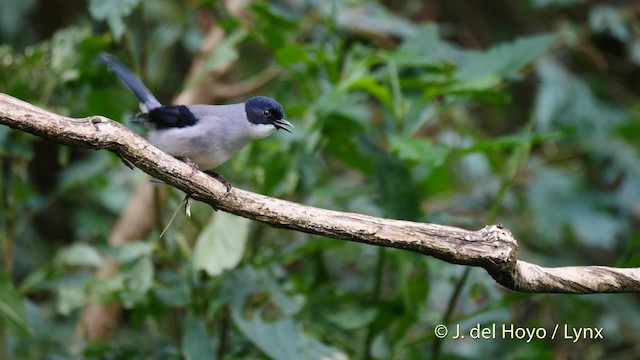 Garrulaxe de Desgodins (desgodinsi/tonkinensis) - ML201480181
