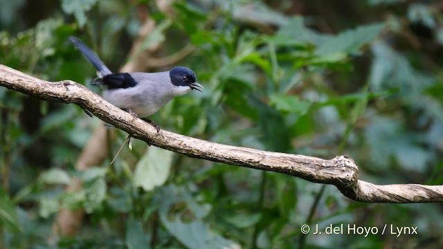 Kara Başlı Sibya (desgodinsi/tonkinensis) - ML201480181