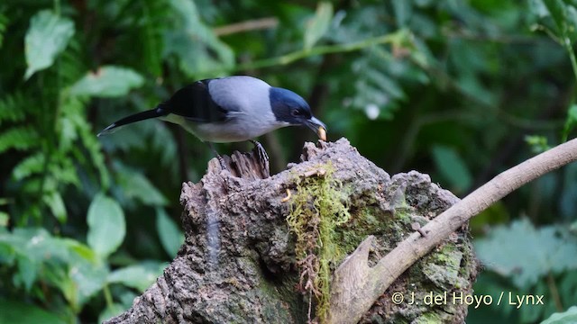 Kara Başlı Sibya (desgodinsi/tonkinensis) - ML201480191