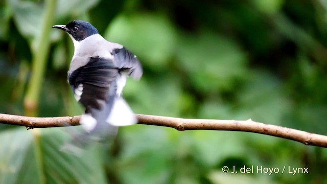 Black-headed Sibia (Black-headed) - ML201480211