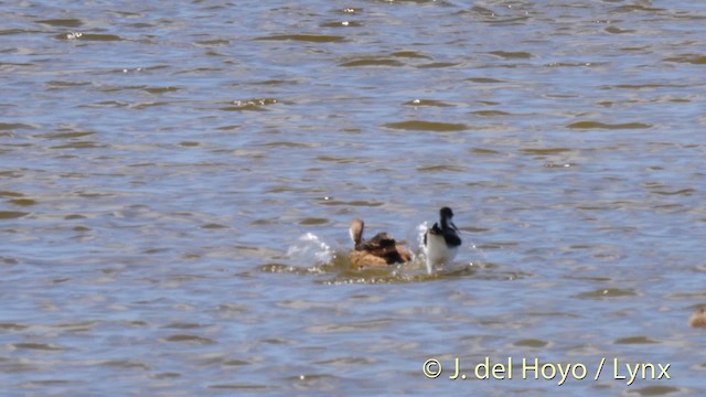 Black-necked Stilt (Black-necked) - ML201480421