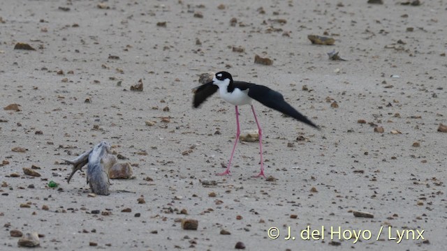 Black-necked Stilt (Black-necked) - ML201480431