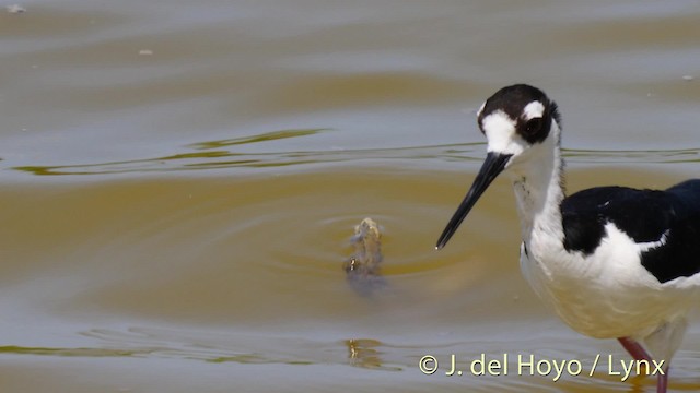 Black-necked Stilt (Black-necked) - ML201480441