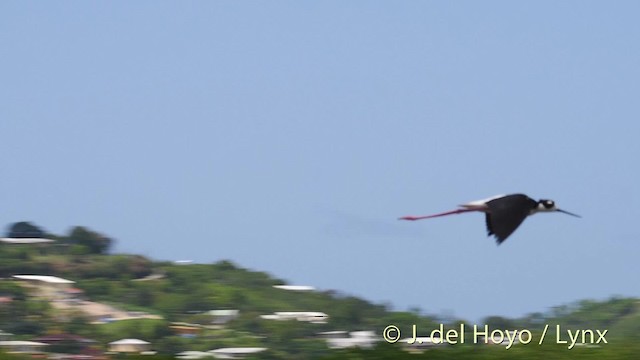 Black-necked Stilt (Black-necked) - ML201480451