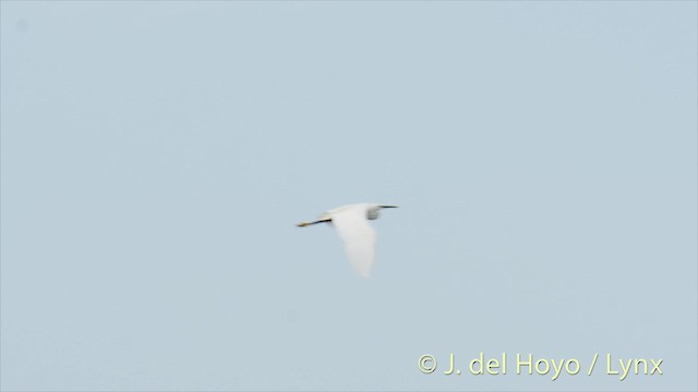 Little Egret (Western) - ML201480511