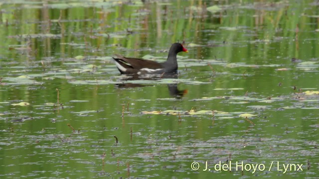 Eurasian Moorhen - ML201480521