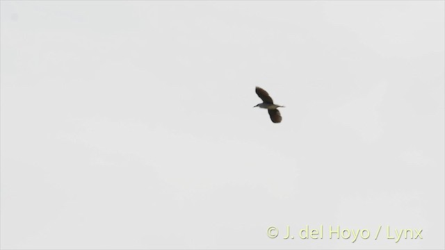 Black-crowned Night Heron (Eurasian) - ML201480541