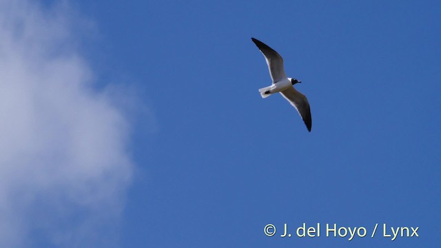 Laughing Gull - ML201480571