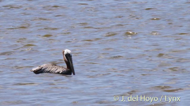 pelikán hnědý (ssp. occidentalis/murphyi) - ML201480581