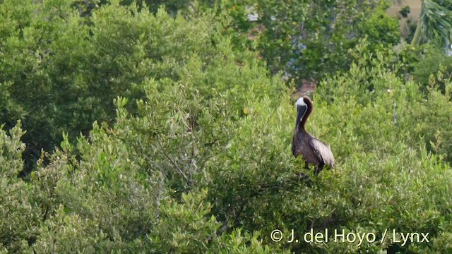 pelikán hnědý (ssp. occidentalis/murphyi) - ML201480591