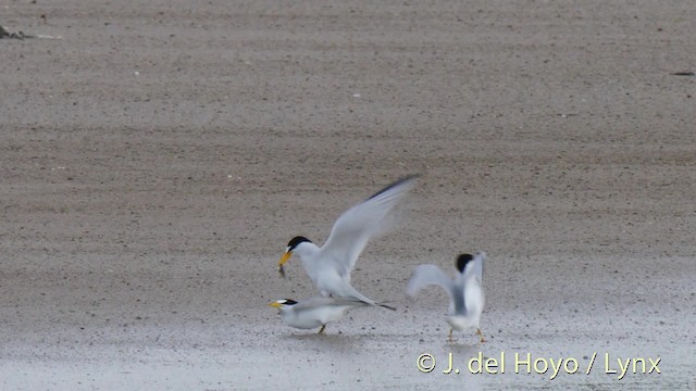 Least Tern - ML201480601