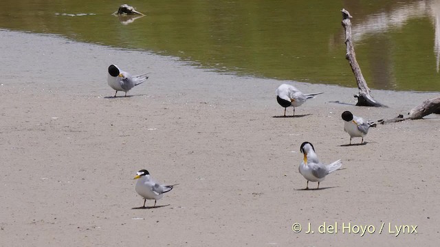 Least Tern - ML201480621