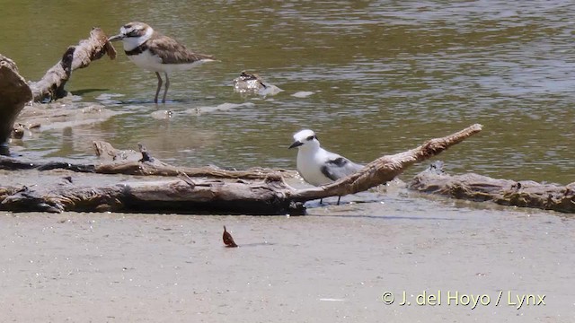 Least Tern - ML201480641