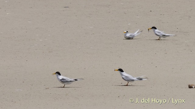 Txenada txiki antillarra - ML201480651