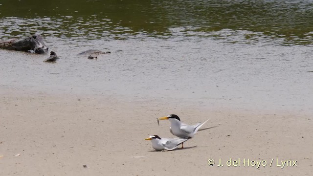 Txenada txiki antillarra - ML201480661