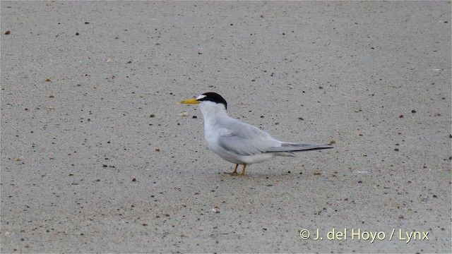 Least Tern - ML201480671