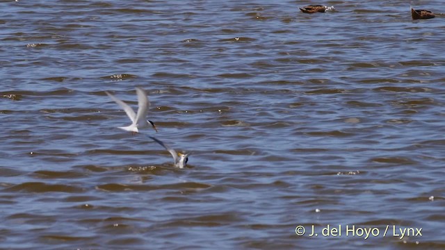 Least Tern - ML201480681