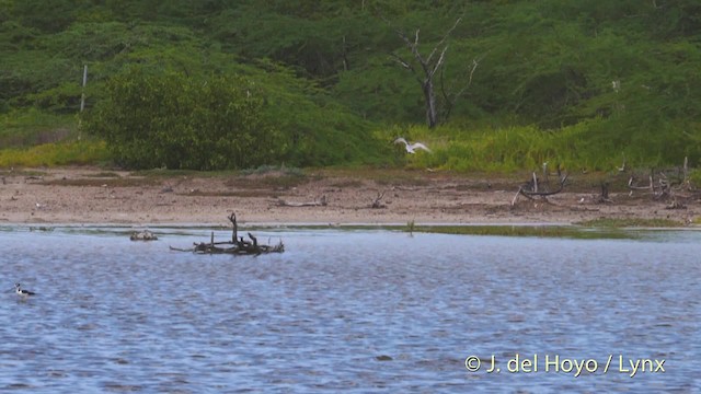 Txenada txiki antillarra - ML201480691