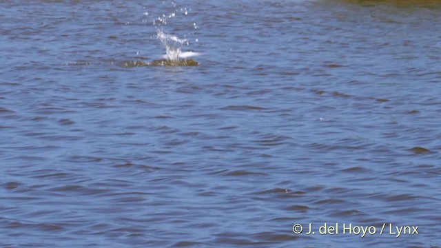 Least Tern - ML201480701