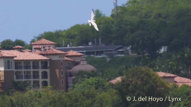 Least Tern - ML201480711