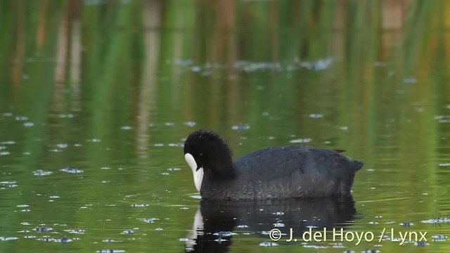 Eurasian Coot - ML201480741