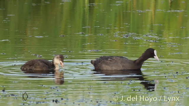 Eurasian Coot - ML201480751