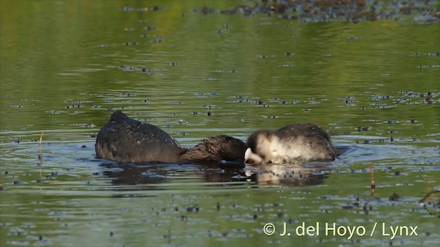 Eurasian Coot - ML201480771