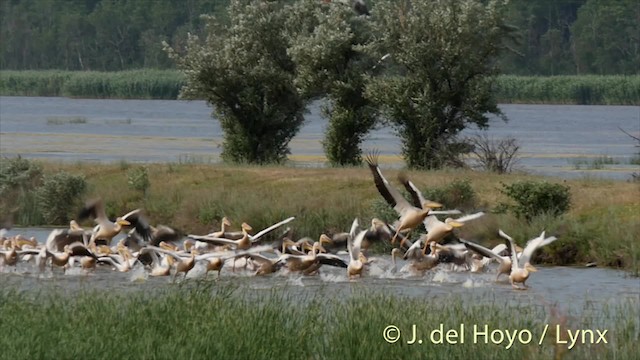 Great White Pelican - ML201480781