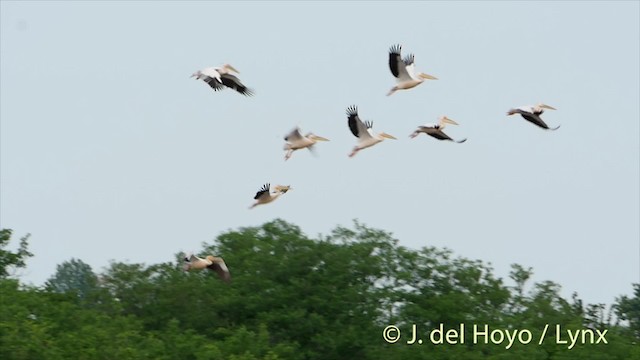 Great White Pelican - ML201480791