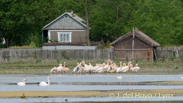 Розовый пеликан - ML201480801