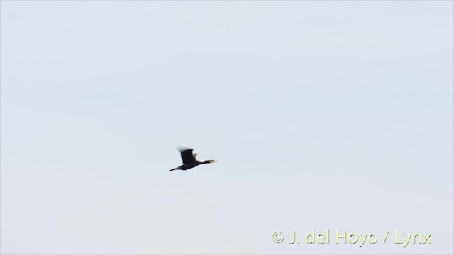 Grand Cormoran (sinensis/hanedae) - ML201480811