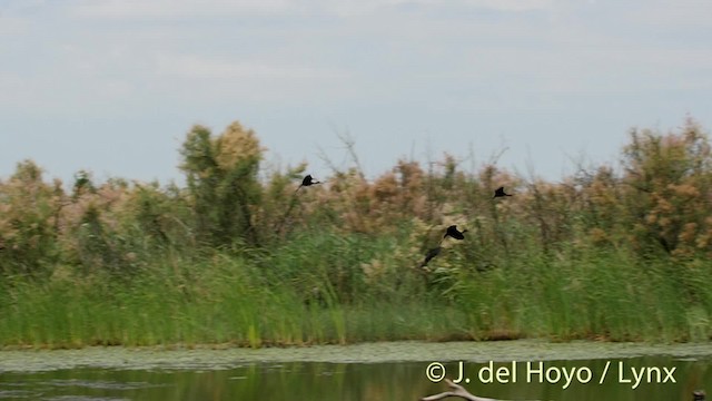 ibis hnědý - ML201480821