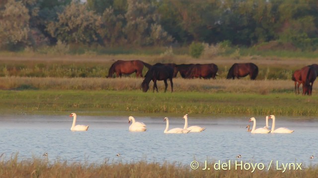 husice liščí - ML201480841