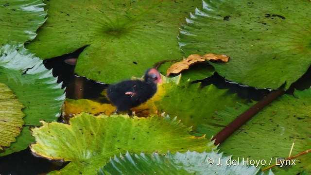 Common Gallinule (American) - ML201480881