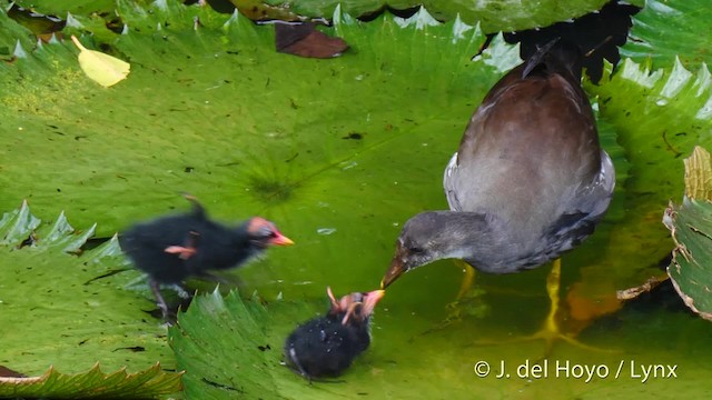 Common Gallinule (American) - ML201480891