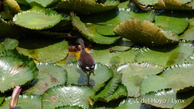 Common Gallinule (American) - ML201480901