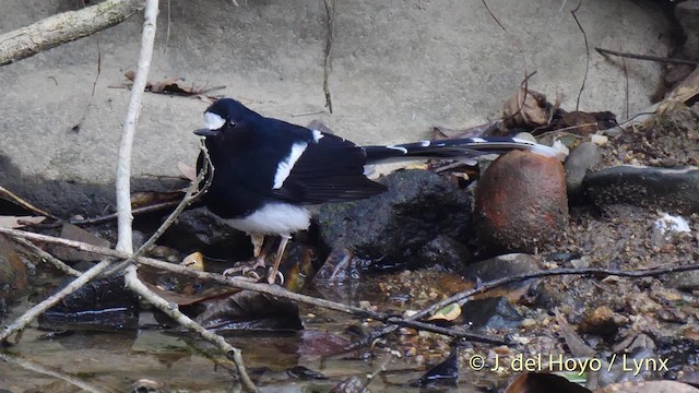 Torrentero Coroniblanco (grupo frontalis) - ML201480941