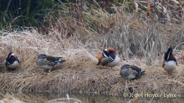 Mandarin Duck - ML201480971