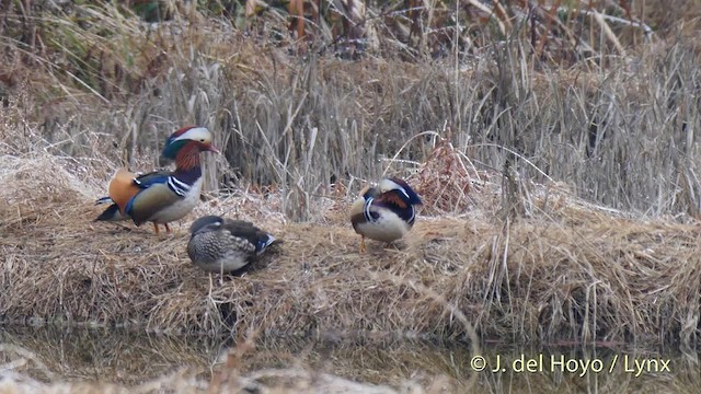 Mandarin Duck - ML201480981