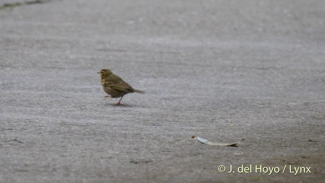 Olive-backed Pipit - ML201480991