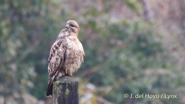 Eastern Buzzard - ML201481001