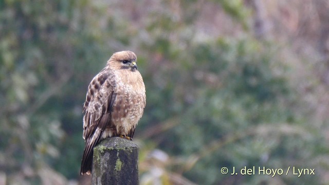 Eastern Buzzard - ML201481011